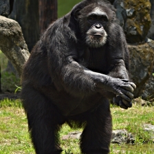 Save our Surabaya Zoo Garden by Zaldy Ogawa